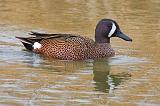 Blue-winged Teal_41972